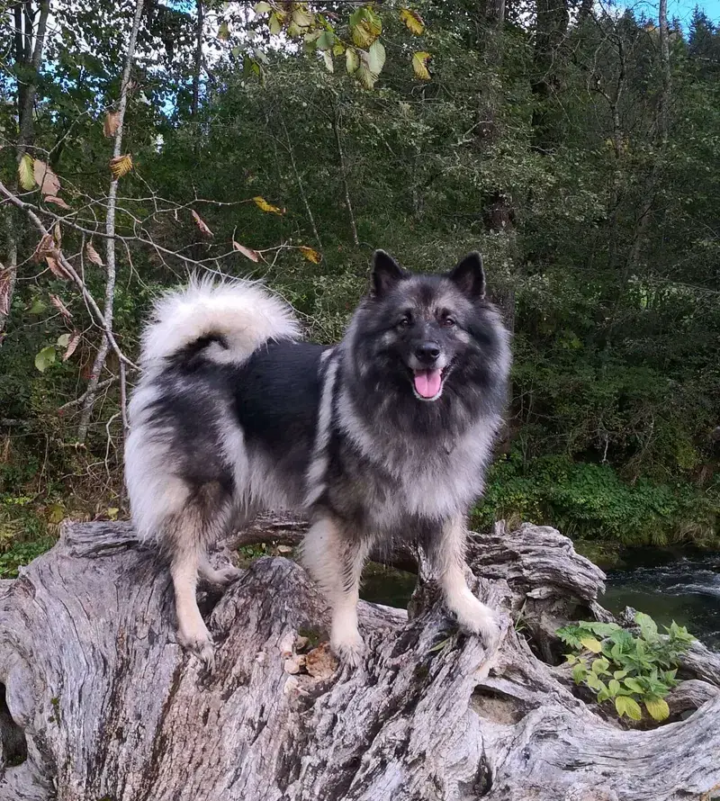 Wolfsspitze vom Daxstein - Bild 1