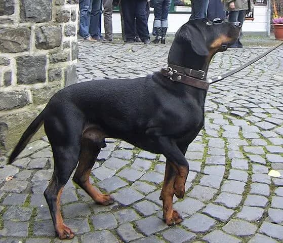 Brandlbracke – köpek ırkı