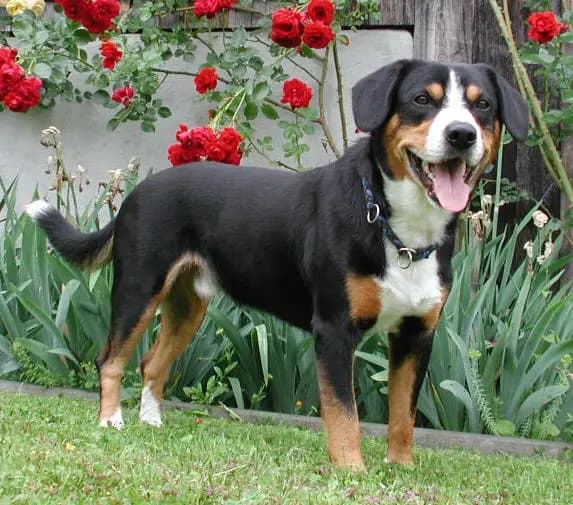Boyero de Entlebucher – raza de perro