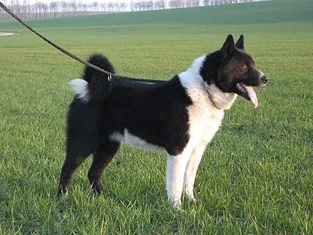 Karelian Bear Dog – dog breed