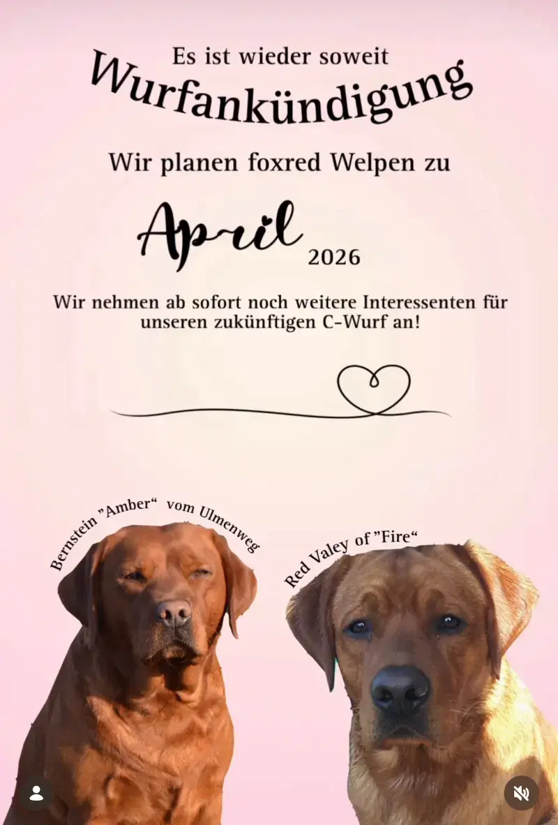 Labrador vom Westerfeld  - Bild 1