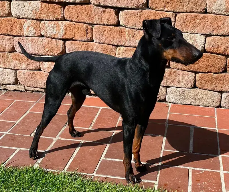 Manchester Terrier von der Spree - Bild 1