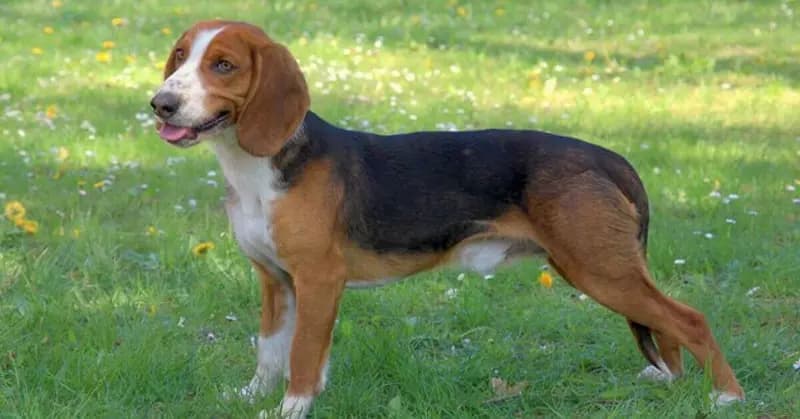 German Hound – dog breed