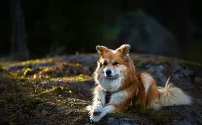 Islandhund – Hunderasse