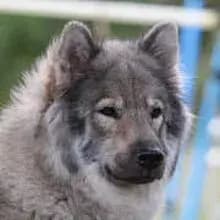 Eurasier vom Traventhal