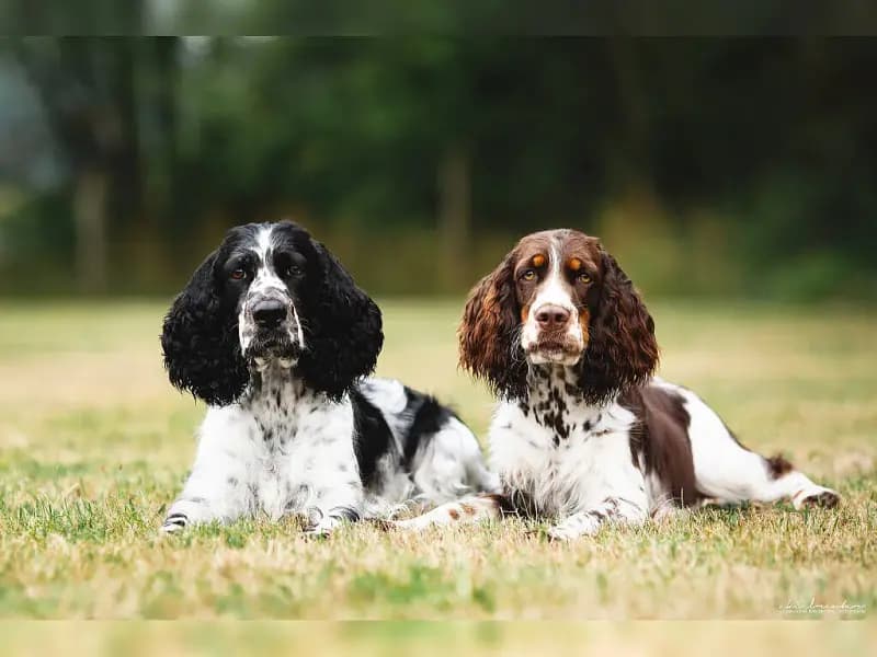 Funny freckles springers