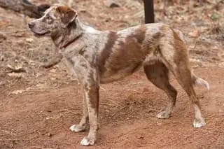 American Leopard Hound – dog breed