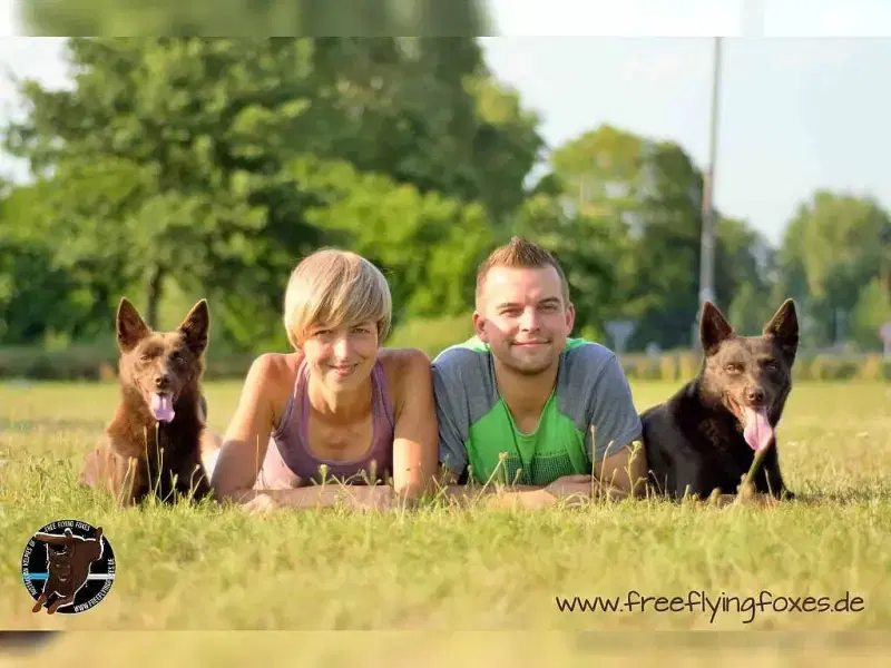 of Free Flying Foxes