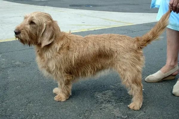 Basset leonado de Bretaña – raza de perro