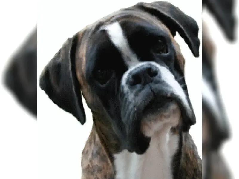 von Jeropia