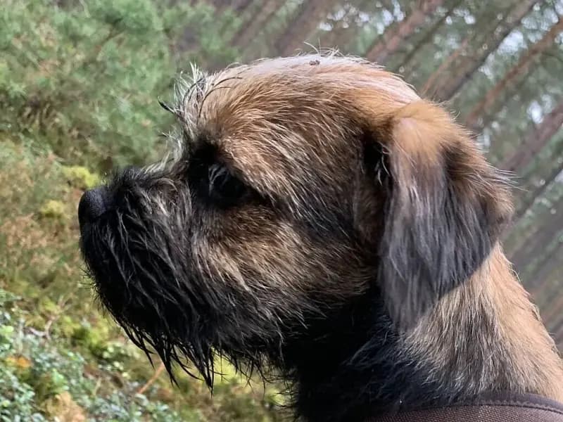 Lovely Little Bear