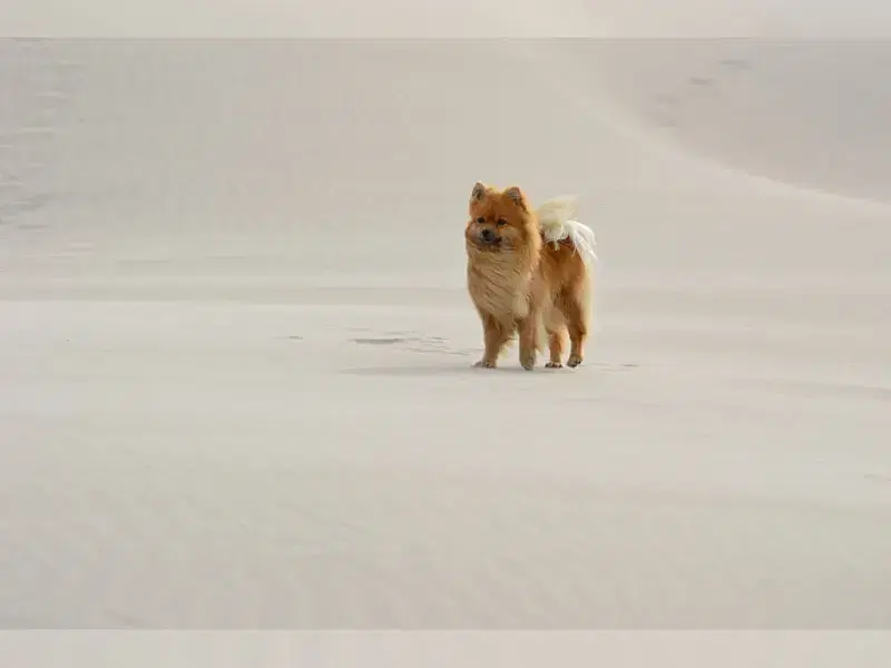 aus dem Spatzengarten