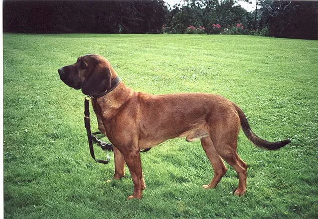 Cão Farejador de Hanôver – raça de cão