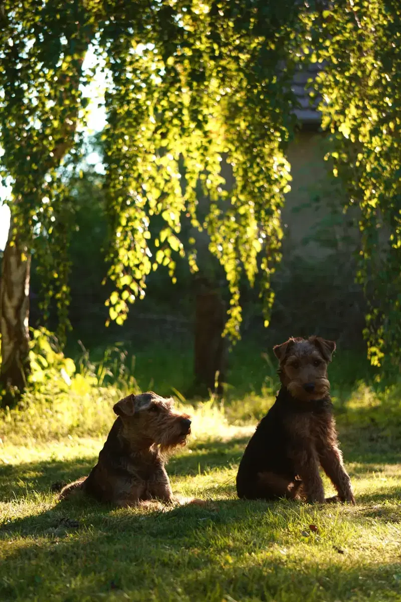 Crumble Cracker Welsh Terrier  - Bild 1