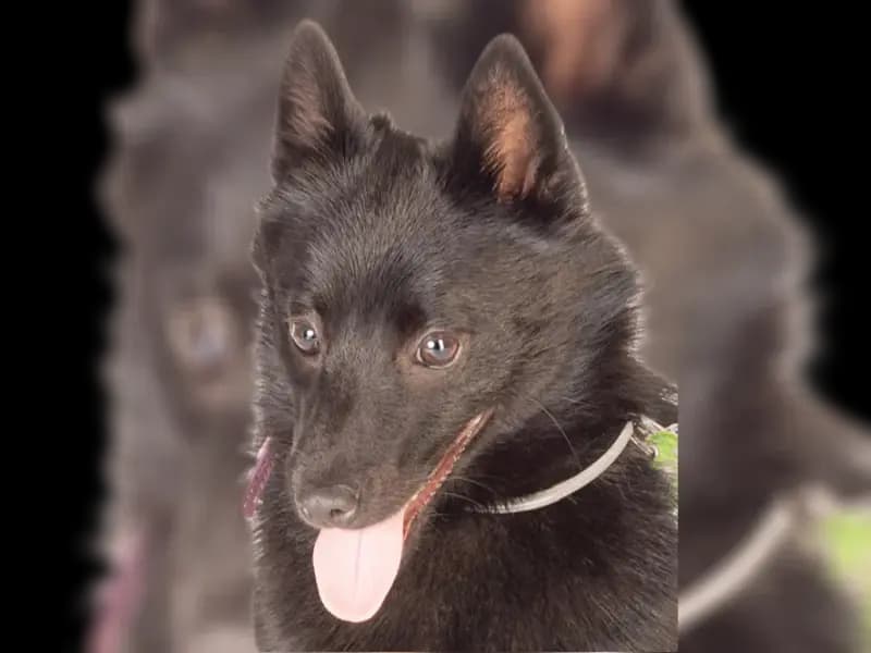 Sweet Wolfs