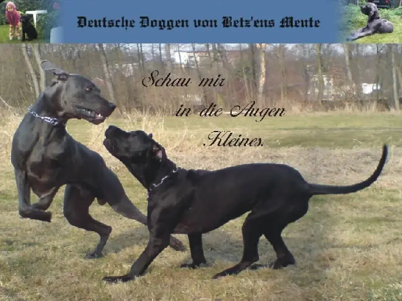 von Betz’ens Meute