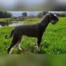 vom Lettenbödle