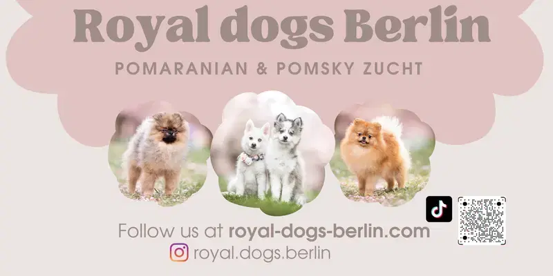 Royal dogs Berlin  - Bild 1