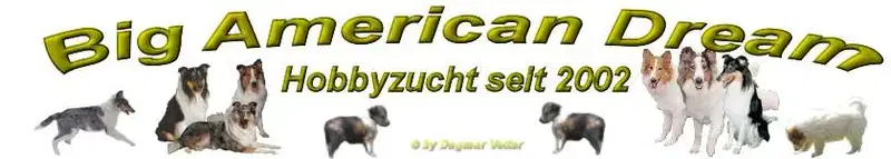 Collies from Big American Dream - Bild 1