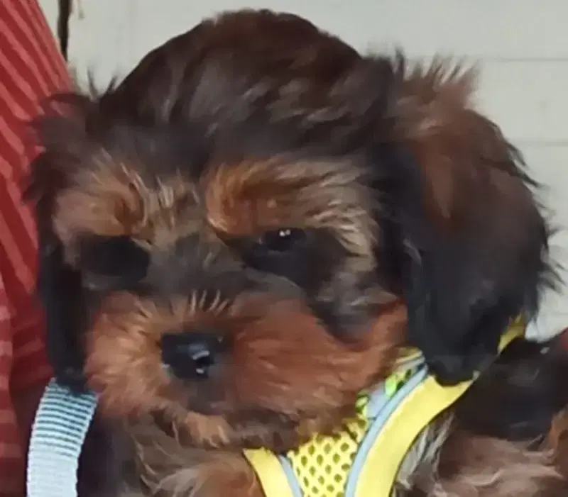 Shihpoo von der Schleuse - Bild 1