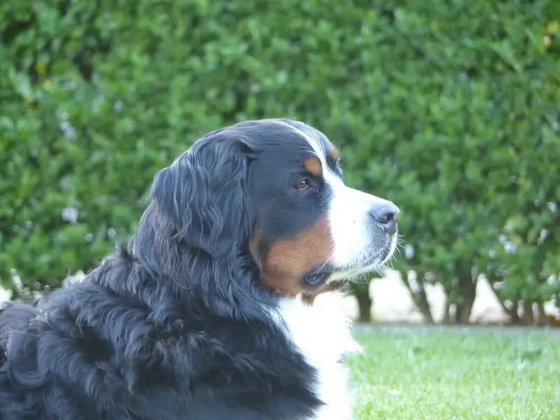 vom Ashäuser Mühlenbach