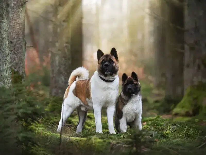 Summit Guardians