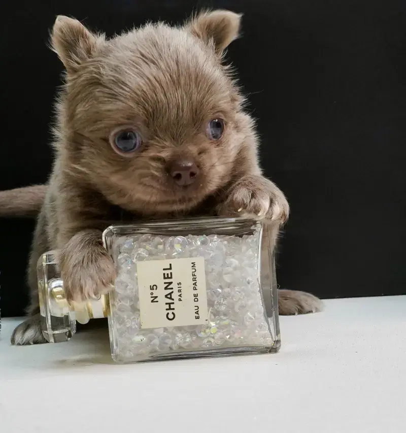 Chihuahua vom Hinkelstein  - Bild 1