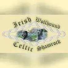 Celtic Shamrock