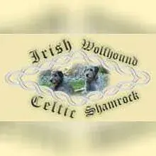 Celtic Shamrock