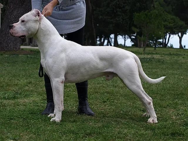 阿根廷杜高犬 – 狗品种