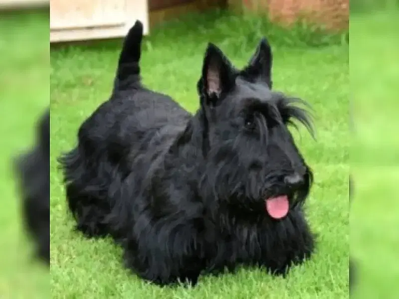 zu den Tatzen von Morgentau