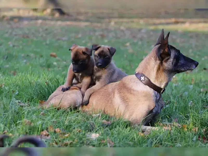 vom teuflischen Trio