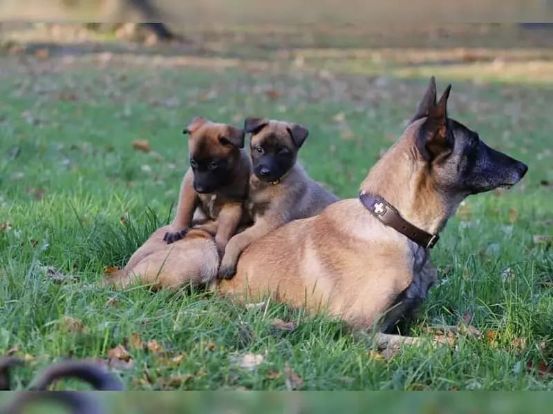 vom teuflischen Trio