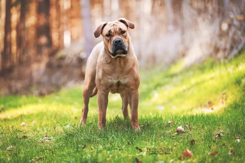 Perro Dogo Mallorquin (Mallorca-Dogge) – Hunderasse