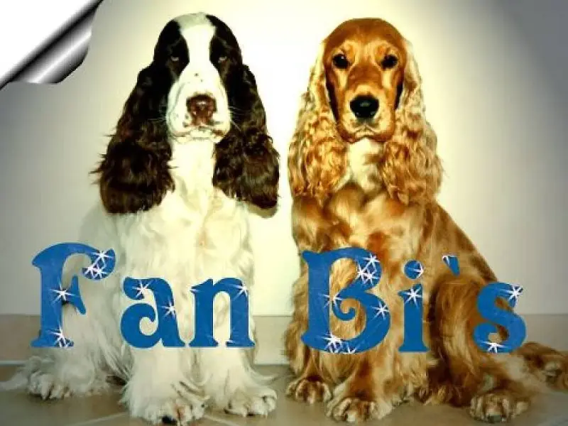 Fan Bi's