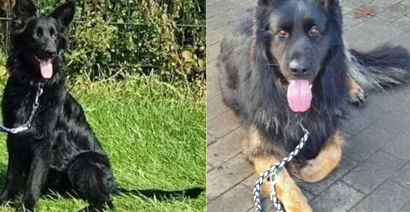 Altdeutsche Schäferhunde von den Pankower Wiesen  - Bild 1
