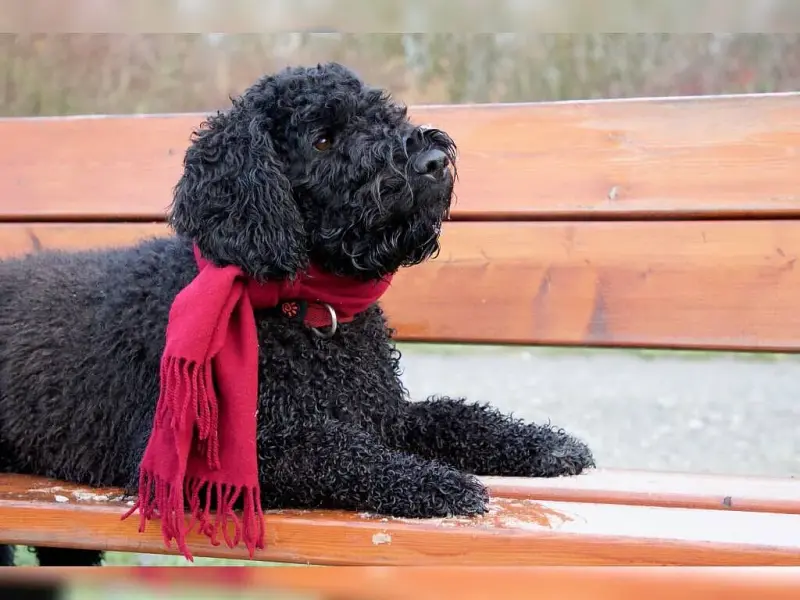 of the velvetycurls