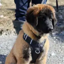 Leeb vom Schwobameer