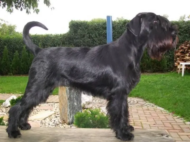 v.d. Black Beauty