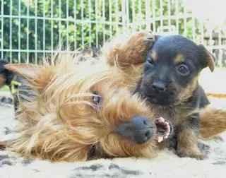Lesnoy's Australian Terrier - Bild 1