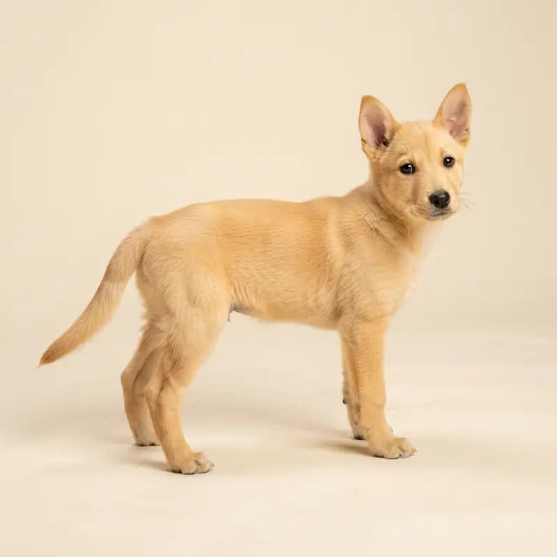 卡罗莱纳犬 Welpe in 黄色