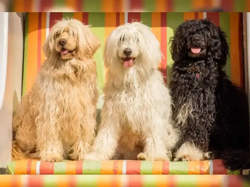 Edle von den Wasserbergen