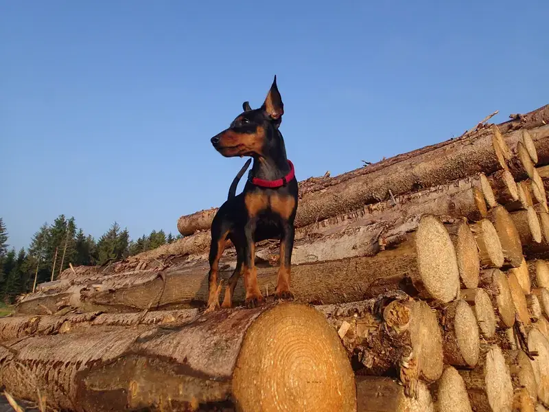 mostly harmless Zwergpinscher - Bild 1