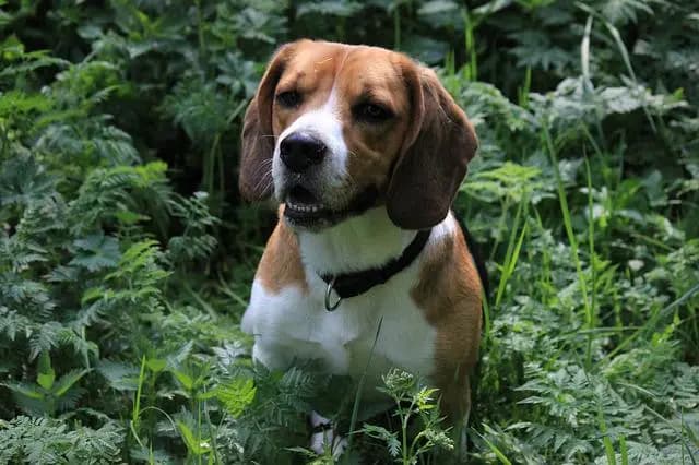 American Foxhound – dog breed