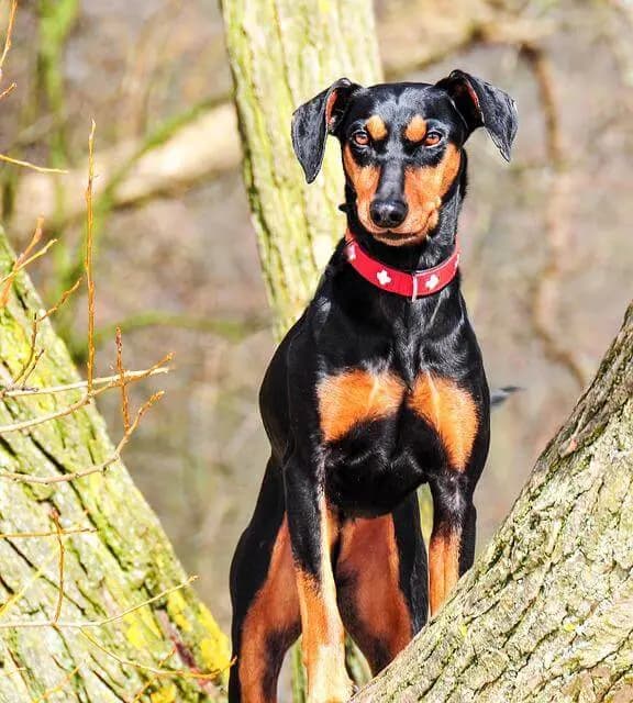 German Pinscher – dog breed