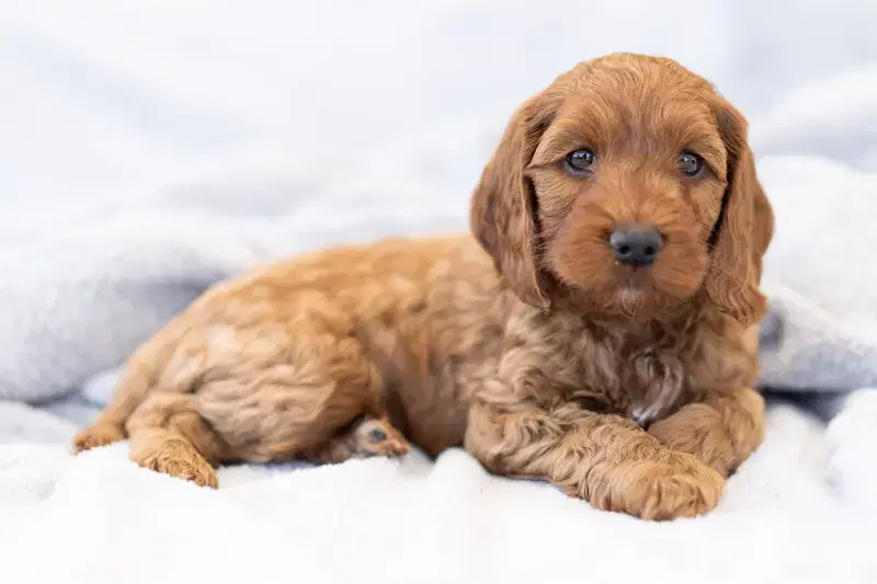 Cockapoo Hundezucht - Bild 1
