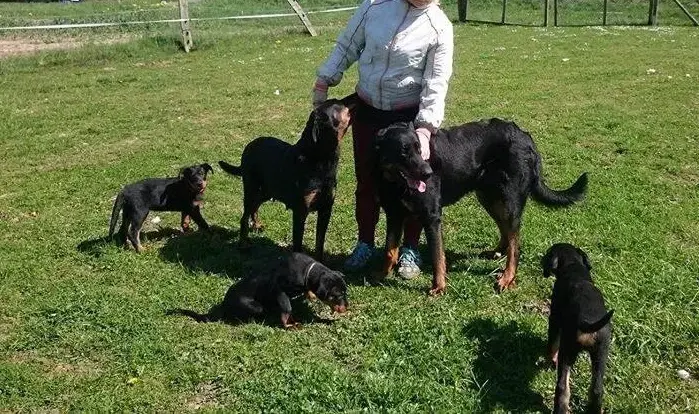 Beauceron von Hexenclan - Bild 1