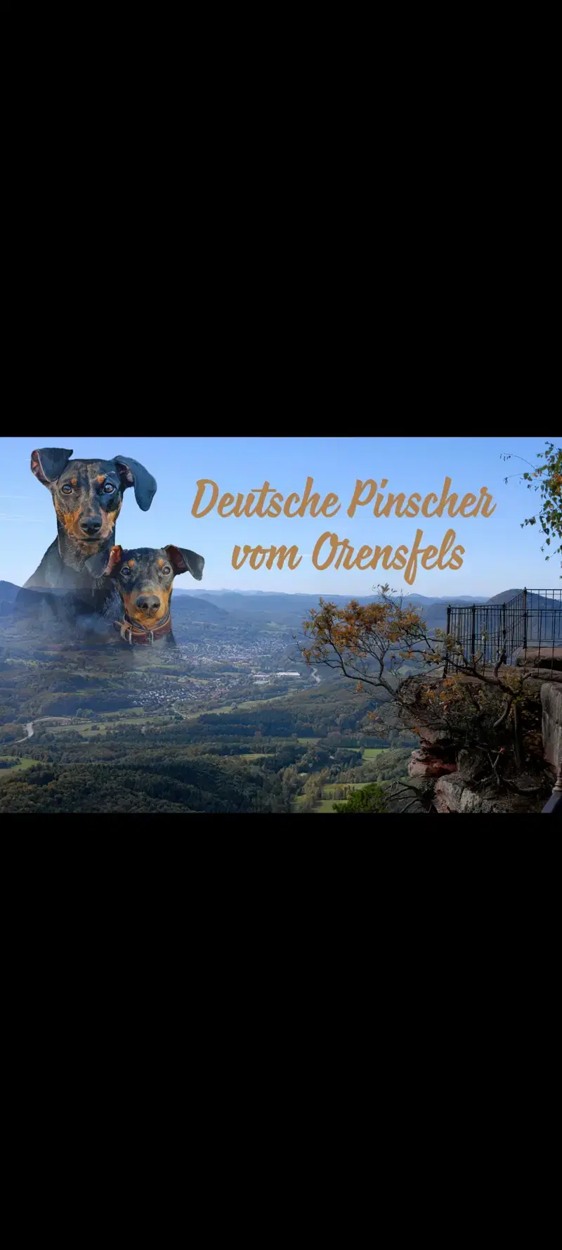 Deutsche Pinscher vom Orensfels  - Bild 1