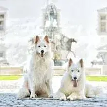 Lords of white mountain