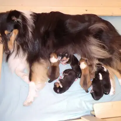 Collies von der Sandsteinvilla - Bild 1